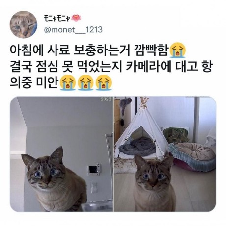 유머&이슈] 집사가 밥을 깜빡하고 출근해버렸다.Jpg